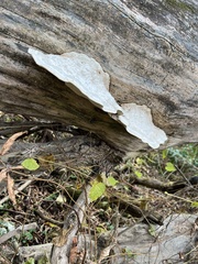 Trametes suaveolens