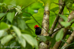 Ceratopipra mentalis