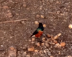 Lamprotornis superbus