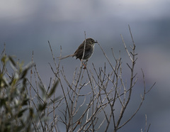 Prinia maculosa