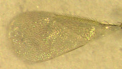 Aphytis