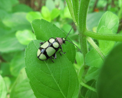 Omophoita octoguttata