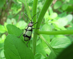 Omophoita octoguttata
