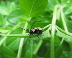 Omophoita octoguttata