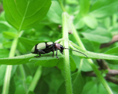 Omophoita octoguttata