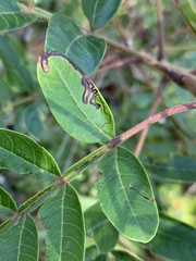 Stigmella intermedia