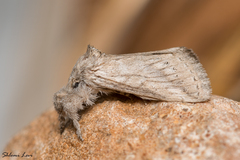 Albarracina warionis