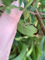 Stigmella intermedia
