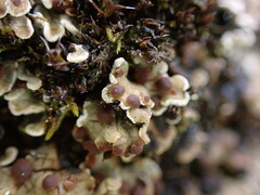 Psora