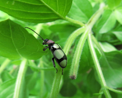 Omophoita octoguttata