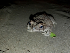 Incilius marmoreus