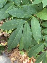 Fraxinus pennsylvanica