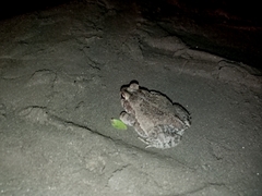 Incilius marmoreus