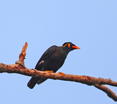 Gracula religiosa