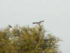 Buteogallus coronatus