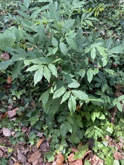 Fraxinus pennsylvanica