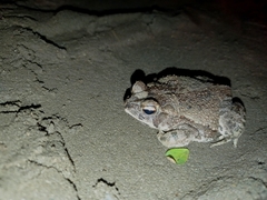 Incilius marmoreus