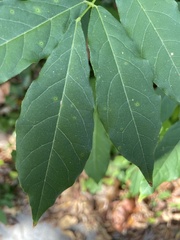 Fraxinus pennsylvanica