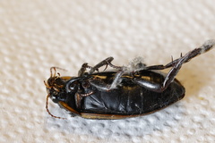 Dytiscus semisulcatus