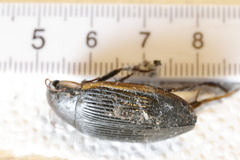 Dytiscus semisulcatus