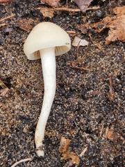 Cuphophyllus
