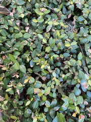 Trachelospermum asiaticum