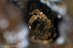 Megaphobema mesomelas