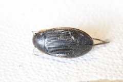 Dytiscus semisulcatus