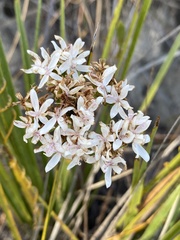 Corymbium villosum