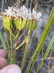 Corymbium villosum