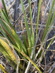 Corymbium villosum