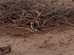 Lamprotornis albicapillus