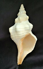 Triplofusus giganteus