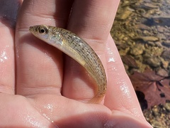 Fundulus catenatus