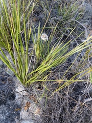 Corymbium villosum