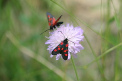 Zygaena
