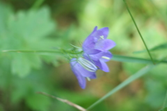 Campanula rhomboidalis