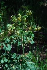 Thalictrum fendleri