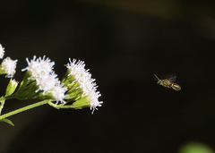Augochlorella aurata