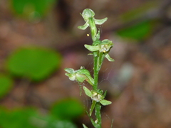 Platanthera obtusata