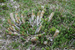 Euphorbia caput-medusae