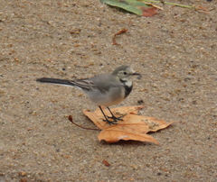 Motacilla alba alba