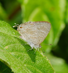 Catopyrops florinda