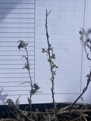 Lactuca virosa