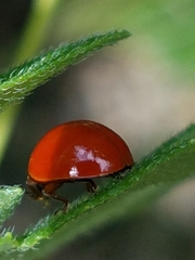 Cycloneda sanguinea
