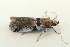 Quasisalebria admixta