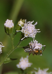 Augochlorella aurata