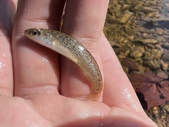 Fundulus catenatus