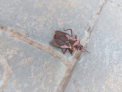 Brontostoma colossus