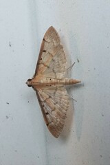 Herpetogramma bipunctalis